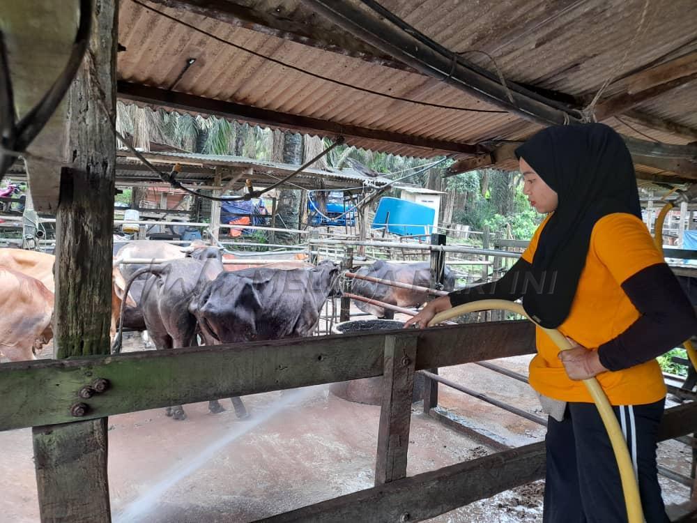 Gadis pilih ‘beraya’ di kandang lembu, kambing