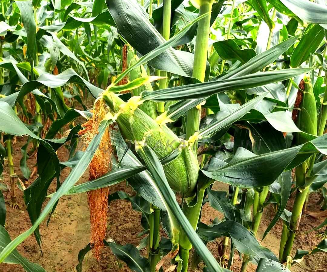 PERTAM bakal usahakan ladang jagung manis, rumput napier