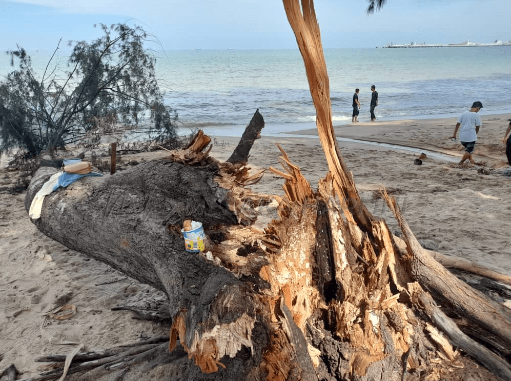 Bimbang ancaman pokok ru tumbang Pantai Puteri