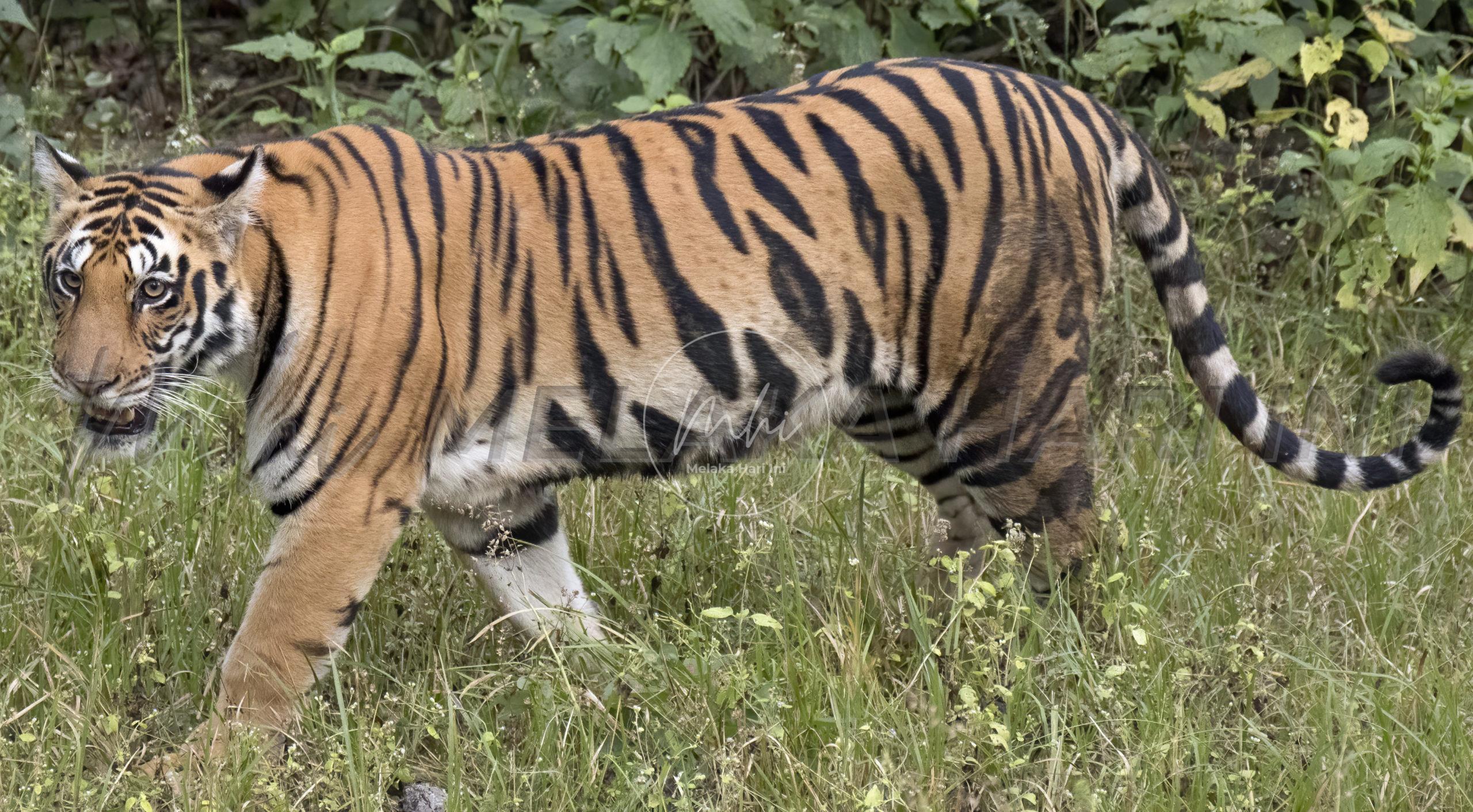 Harimau didakwa berkeliaran di Kemensah Heights masih belum ditemui
