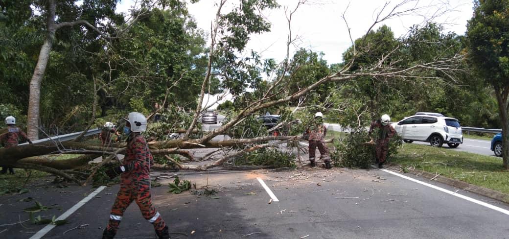 Pokok tumbang sebabkan laluan di AMJ sesak