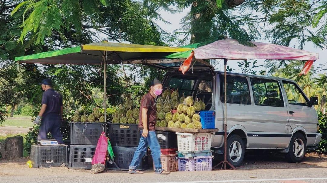 Harga durian dijangka lebih mahal tahun ini