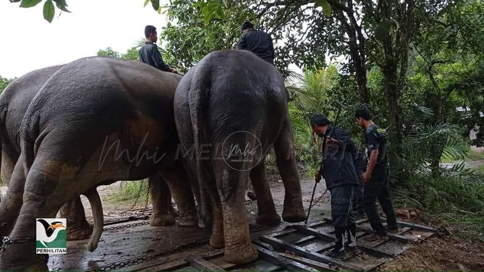 PERHILITAN laksana kawalan, tembak halau gajah liar di Lata Rek