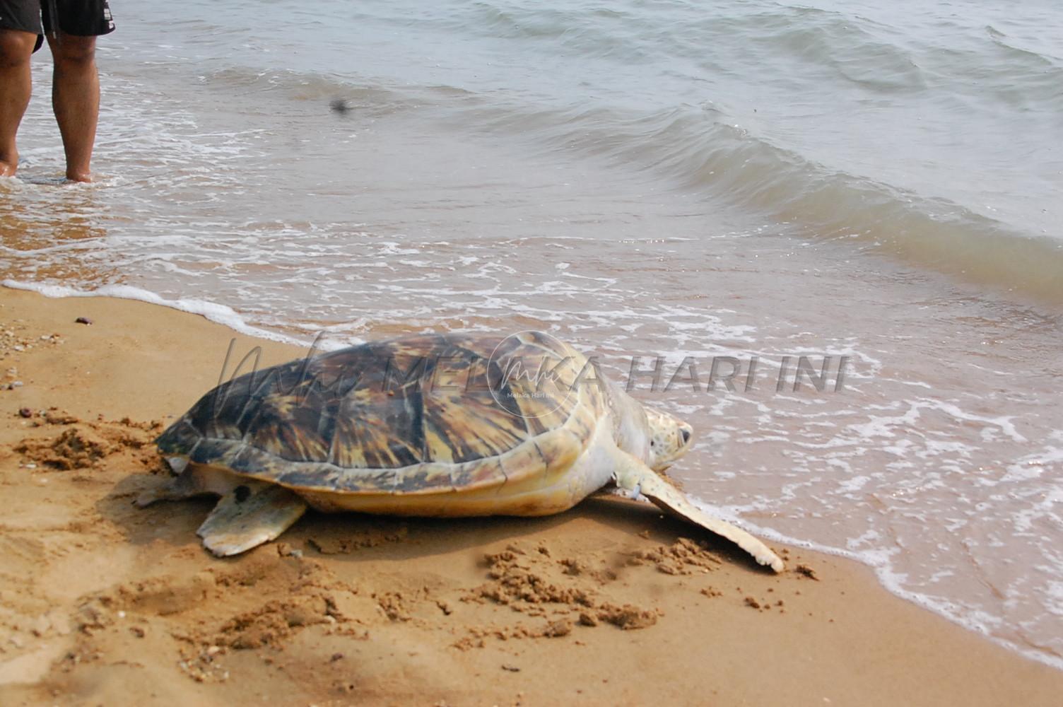 WWF cadang ‘tutup’ Pantai Padang Kemunting waktu malam