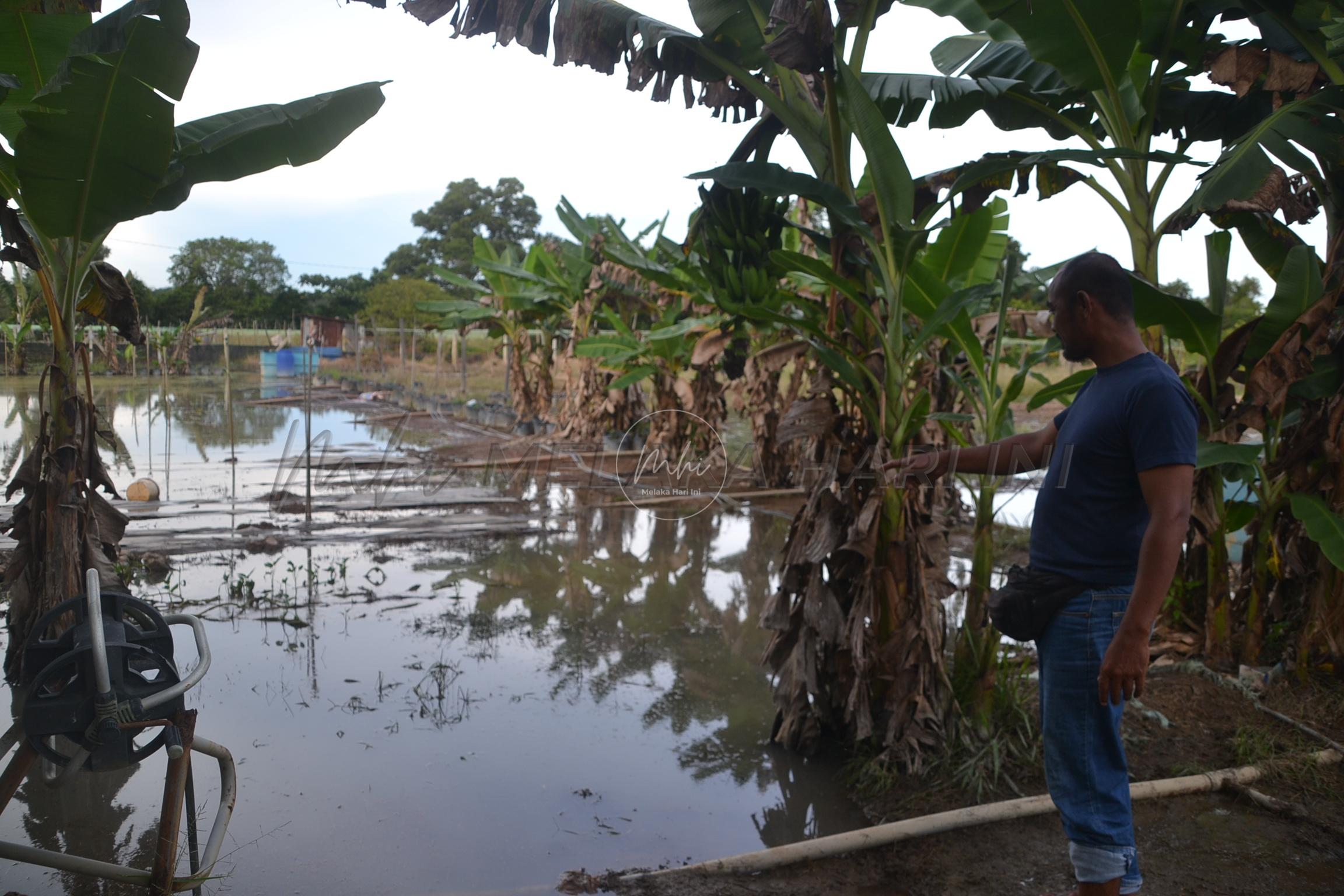 Dua usahawan tani rugi RM10,000 akibat banjir