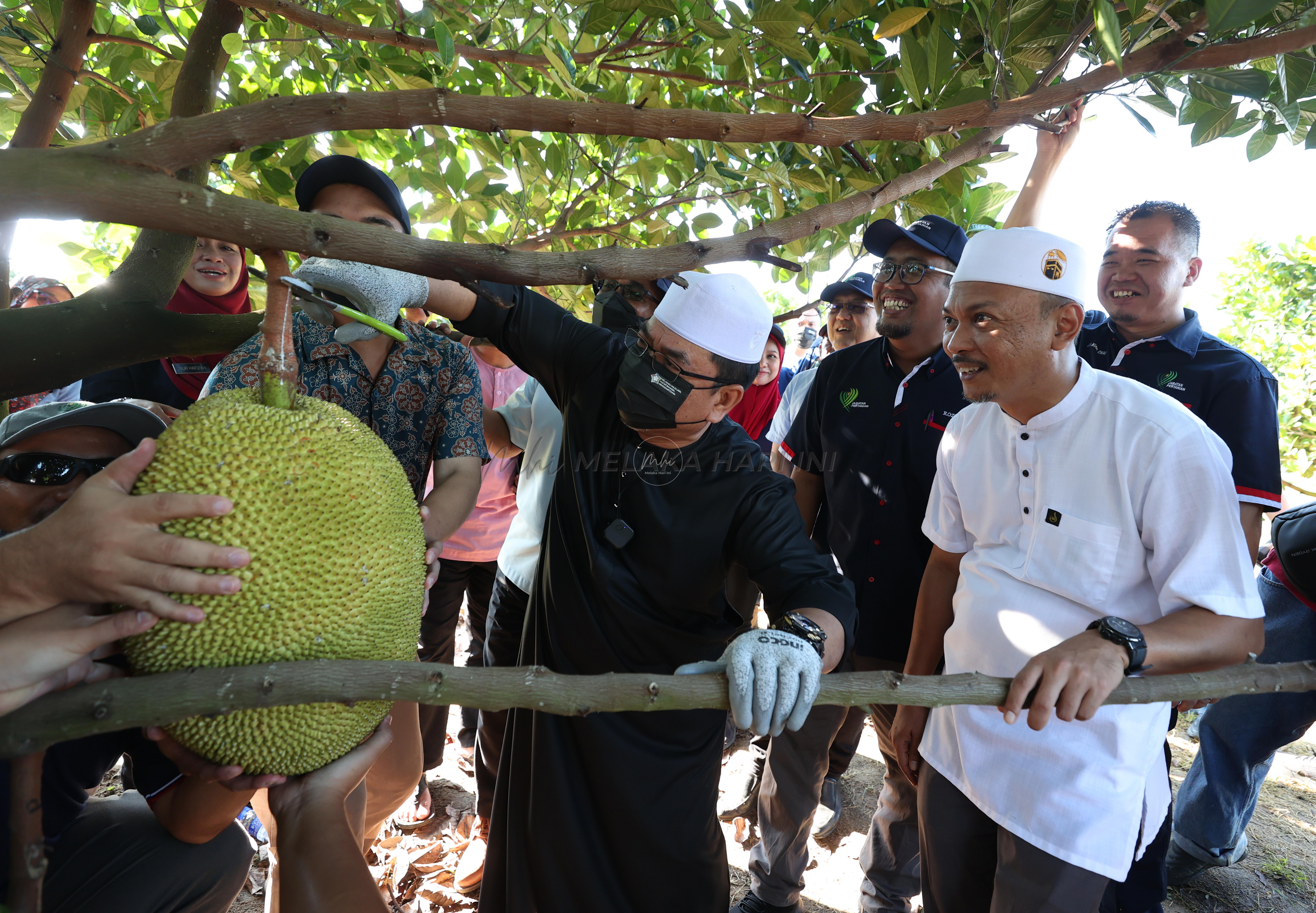 Kmm nangka 1 (1)