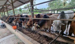 Lembu