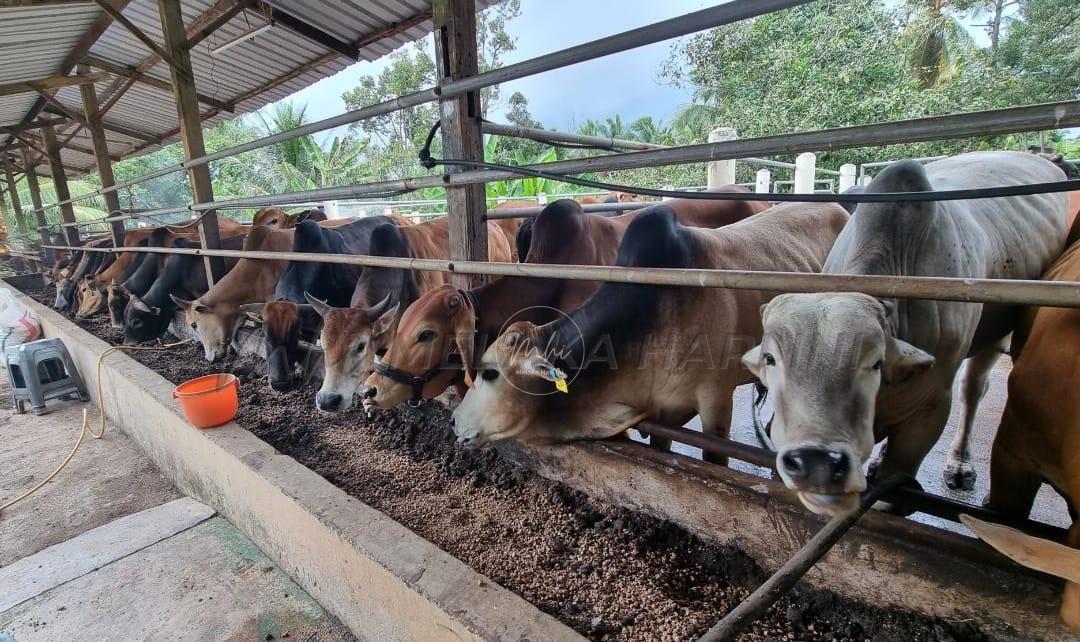 Banjir kilat berulang, penternak lembu korban alami kerugian besar