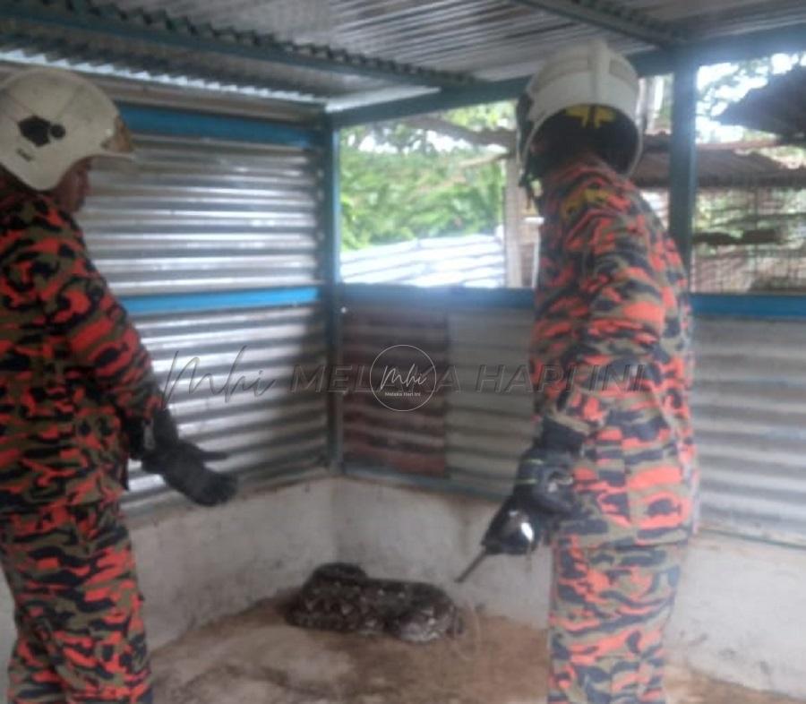 Kenyang ‘baham’ ayam kampung dalam reban