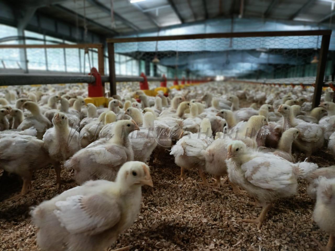 MAFI pantau bekalan ayam di peringkat ladang