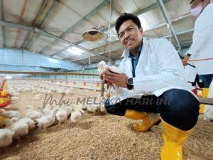 Badrul ayam