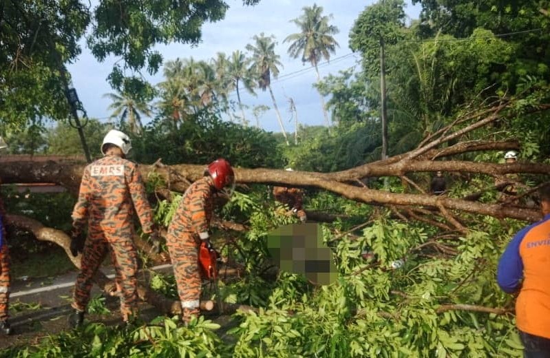 Pokok tumbang di Jalan Sungai Putat, penunggang motosikal cedera