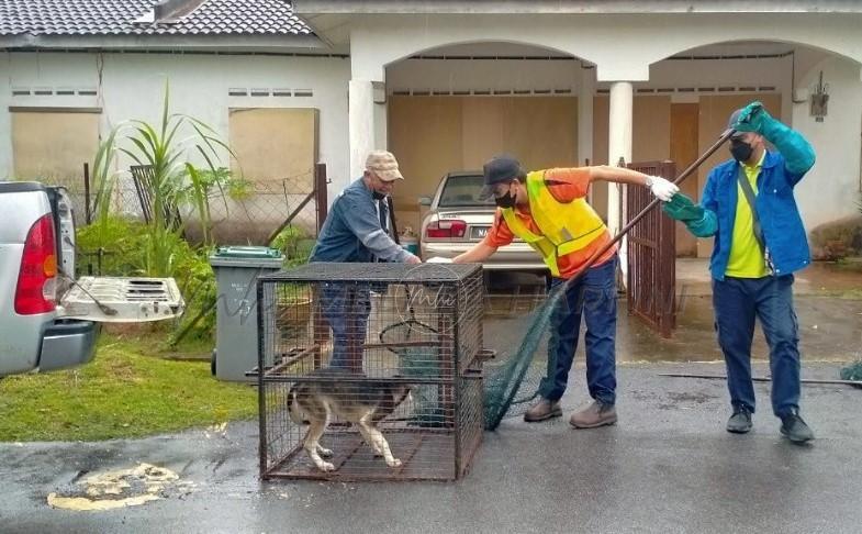 Anjing liar ditangkap di Taman Sri Desa Bayu