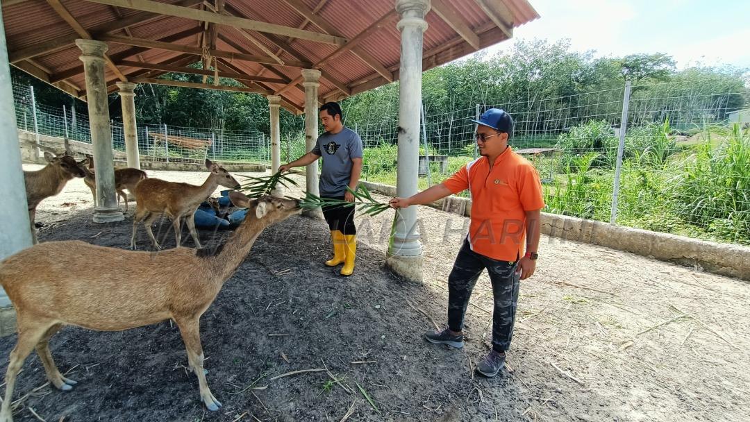 Ansal Ternak bakal wujudkan ladang berkonsep ‘mini zoo’