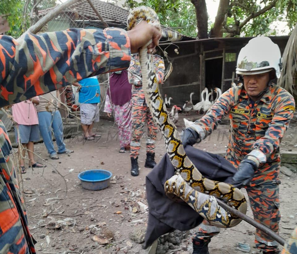 Kenyang telan itik dalam reban