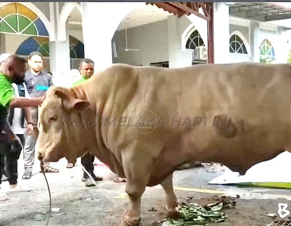 Lembu ‘sado’ dikorbankan, manfaat 1,000 asnaf