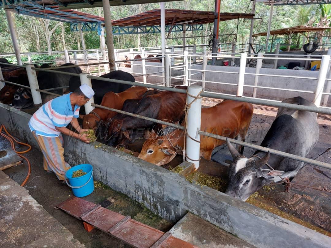 Tak sampai hati jual lembu mahal