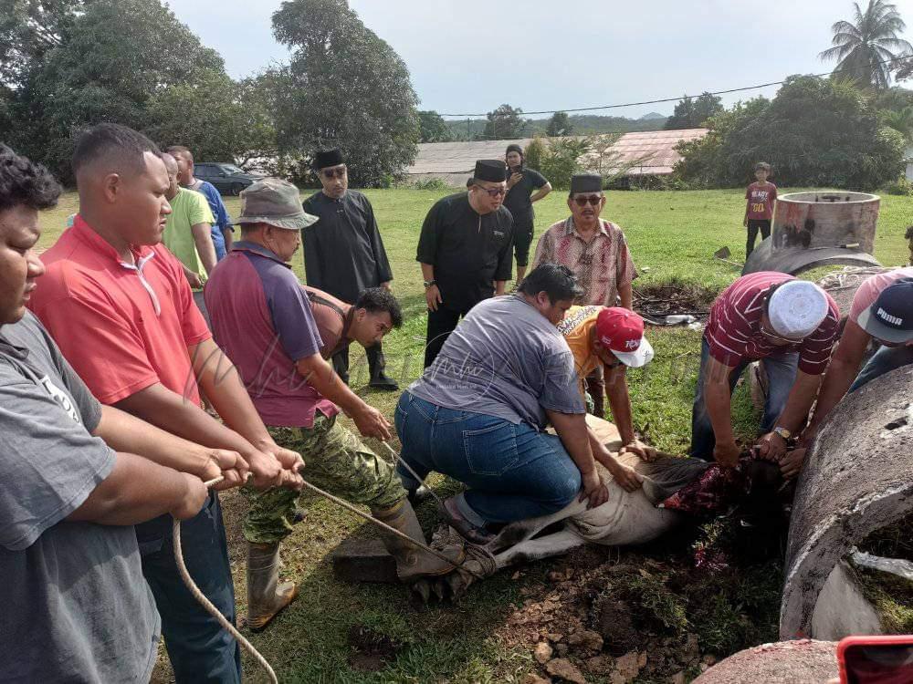 DUN Rembia: Infak 10 ekor lembu