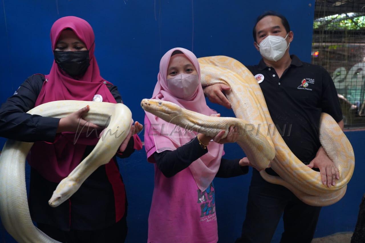 27 anak ular sawa Burma Albino berjaya dibiakkan