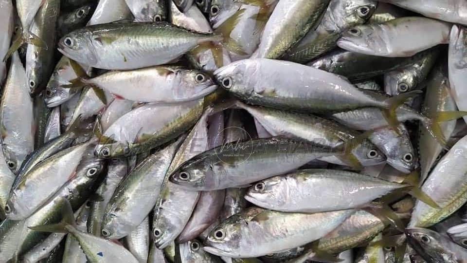 Import ikan bagi permintaan domestik bernilai RM1 bilion setiap tahun