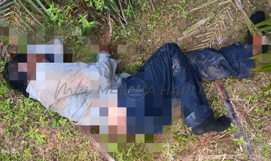 Pekerja ladang patah kaki dipijak gajah liar