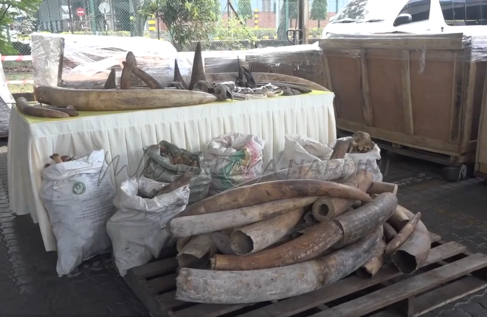 Kastam rampas bahagian haiwan liar RM80 juta, terbesar dalam sejarah