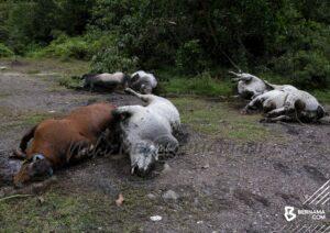 Lembu Mati