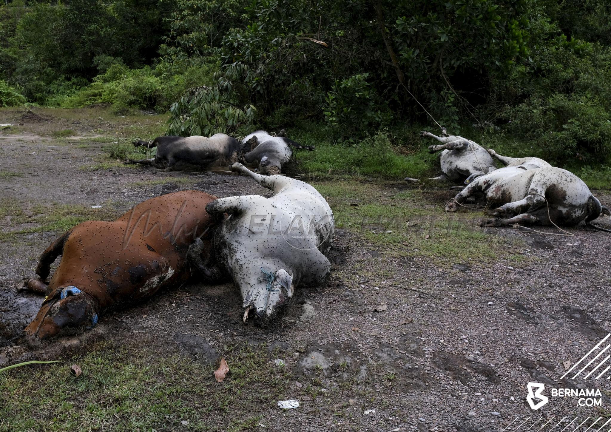 Lembu mati