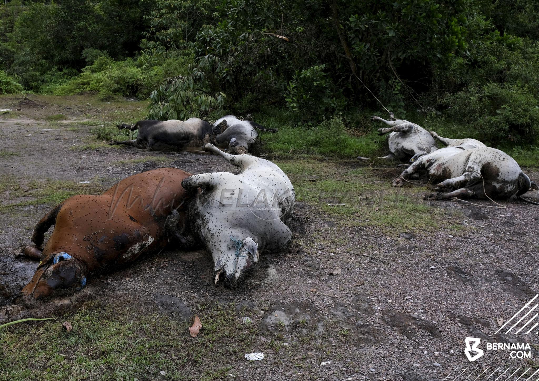 11 lembu ditemukan mati di Kampung Sungai Lekar di Kuala Nerus