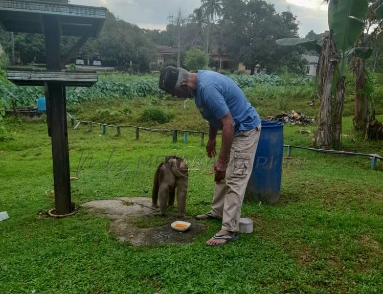 Piuh penggemar mi kari