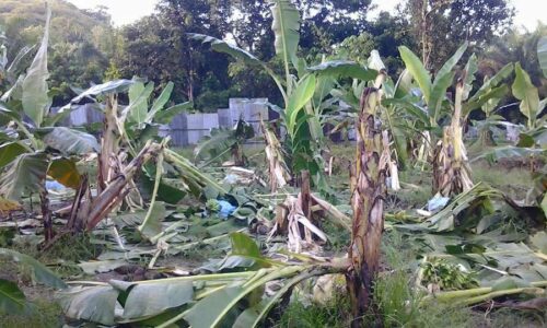 Gajah liar rosakkan kebun