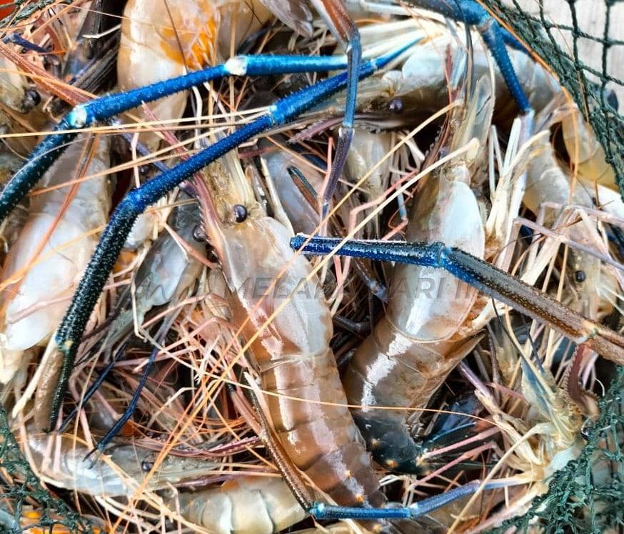 Hujan lebat bawa udang galah ‘jumbo’