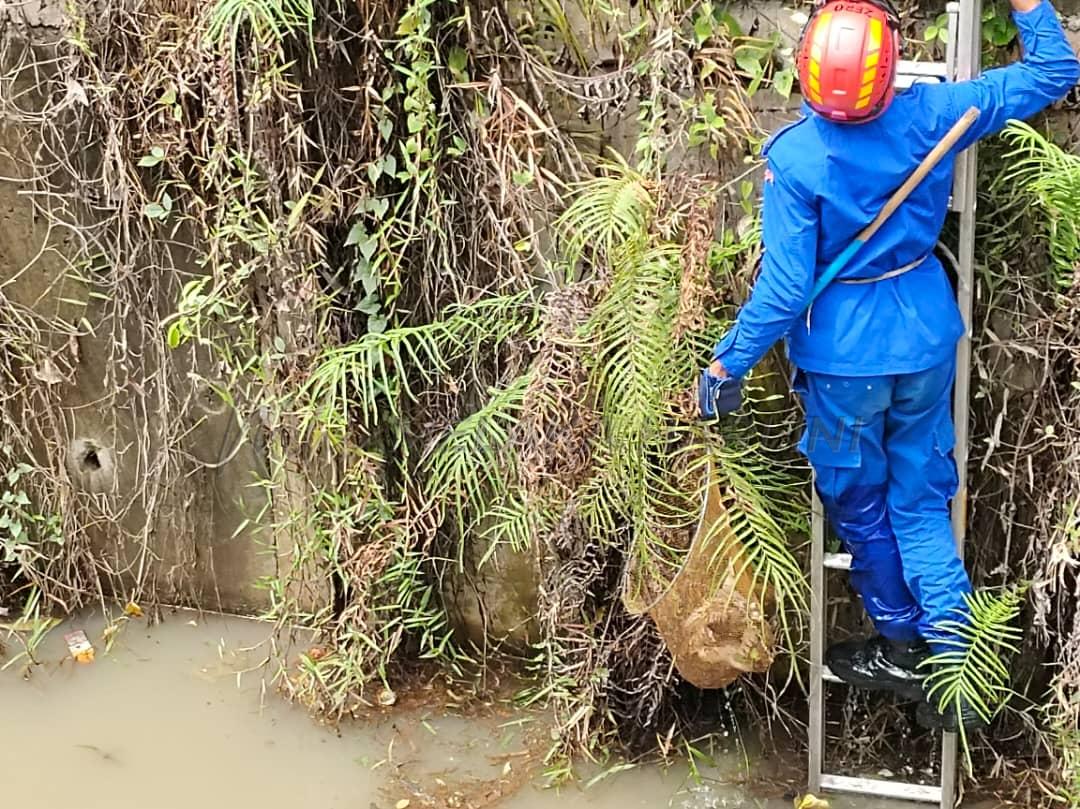 Ekor dipotong, dicampak dalam longkang