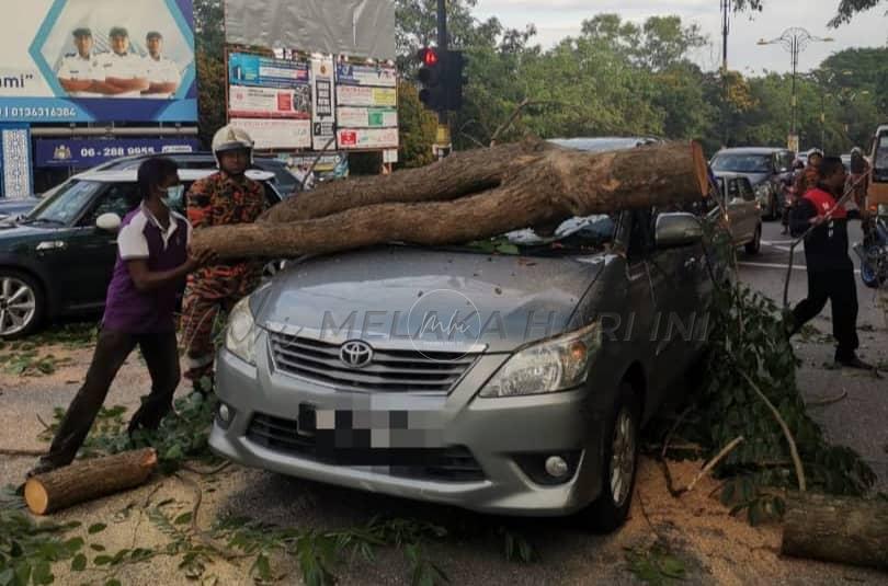 Pokok tumbang hempap MPV imam