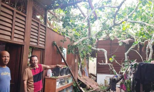 Pemuda nyaris dihempap pokok tumbang