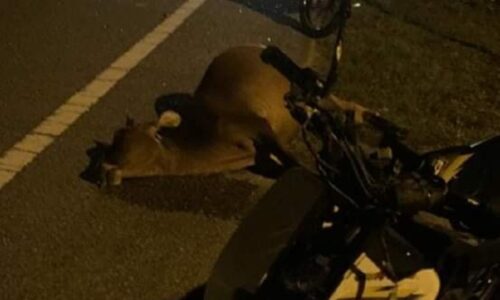 Jasin rekod 359 kes kemalangan langgar lembu