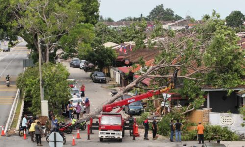 Pokok ‘dua pemeluk’ tumbang, empat rumah terjejas