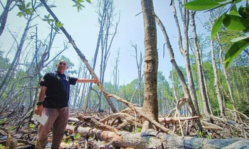 ‘Kelahiran semula’ Hutan Simpan Tanjung Tuan