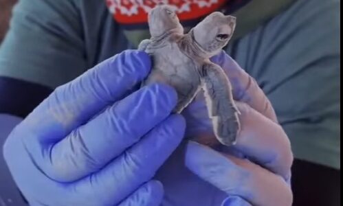 Anak penyu berkepala dua ditemukan di Tanjong Jara