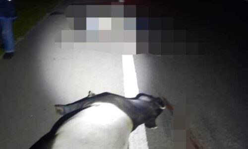 Penunggang motosikal maut langgar tapir