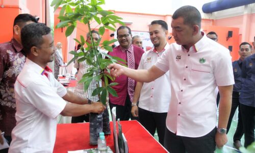 Melaka angkat semula tanaman getah