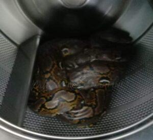 Whatsapp image 2022 10 02 at 6.47.08 pm