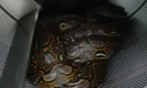 Pelanggan dobi terkejut jumpa ular sawa dalam mesin dobi di Johor