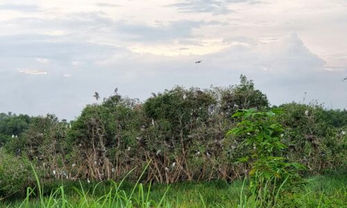 Taman Mutiara Habitat Burung Hijrah