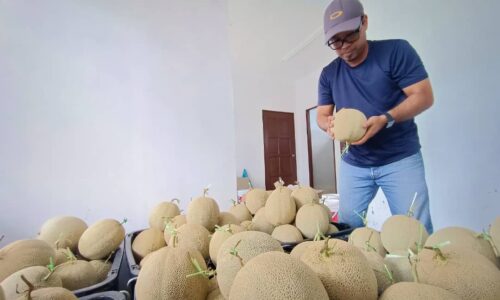 Terkesan COVID-19, penggiat pelancongan kini ikon petani rock melon Melaka