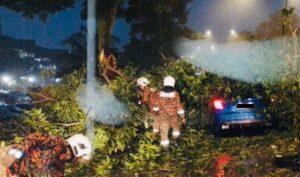 Pokok tumbang
