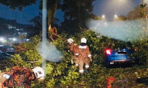 Tiga beranak terselamat pokok hempap kereta