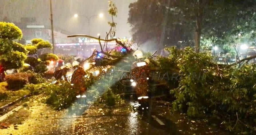 Pokok tumbang2