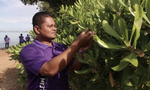 Merambong, pokok ‘pendamping’ penyu karah