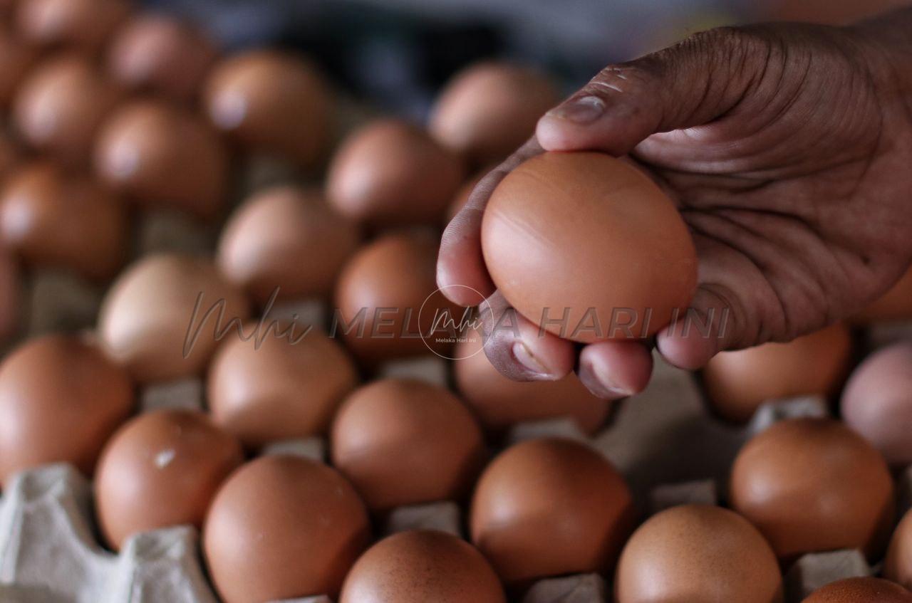 Tiada aduan bekalan telur terjejas di Melaka – KPDNHEP